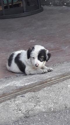 Yavru sokak köpeği buldum. Yardımcı olun lütfen.