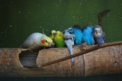 Sultan Papağanı ve Muhabbet Kuşu Beslenmesi ve Bakımı | DonanımHaber Forum