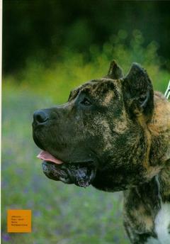 Dünyanın en güçlü köpeği | DonanımHaber Forum