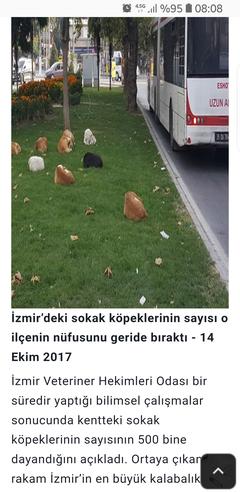 Sokak köpekleri çocuğa saldırdı ve öldürdü.