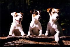 Apartmanda Köpek Beslemek (Jack Russell Terrier ve Black Labrador) |  DonanımHaber Forum
