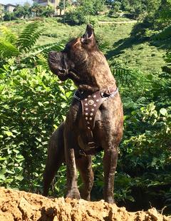 Cane Corso Sahipliği