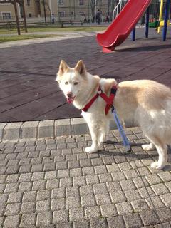  Husky (Sibirya Kurtu) Besleyen Veya Tavsiyeler İçeriye Lütfen