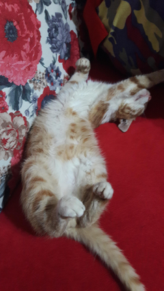 forum donanimhaber com