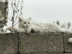 Yabancı siyah kedi Van kedimin peşinden ayrılmıyor!