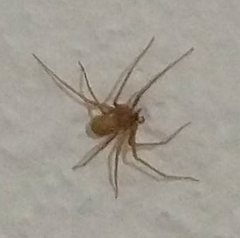 Yeni ev bir örümcek yuvası çıktı. Fobim var. Bu nedir? Kurtulmak için kime başvurmam lazım?