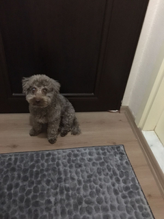 Minyatür Poodle Erkek 5 yaşında köpeğimiz Casper'a eş arıyoruz (İzmir)