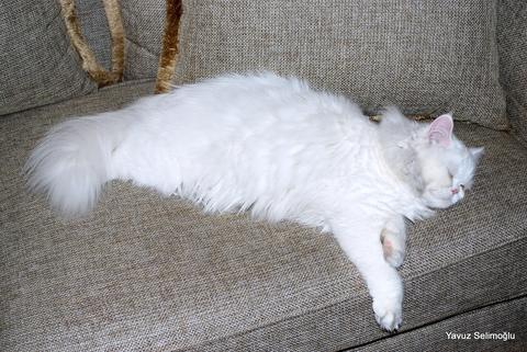 Evde Kedi Beslemek Yasaklanmalı