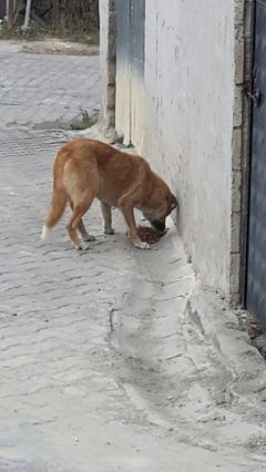 Sevgili hayvan severler! ÇOK ÖNEMLİ! LÜTFEN OKUYUNUZ!