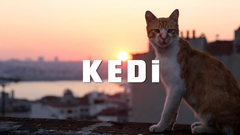  Kedi