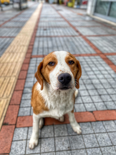 [sizer]📷 CEP TELEFONU FOTOĞRAFÇILIĞI [ANA KONU] 📷