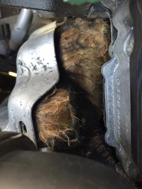 Motora kedi girmiş nasıl çıkartabilirim ?