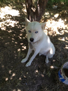  Kayseriden Ücretsiz Husky !