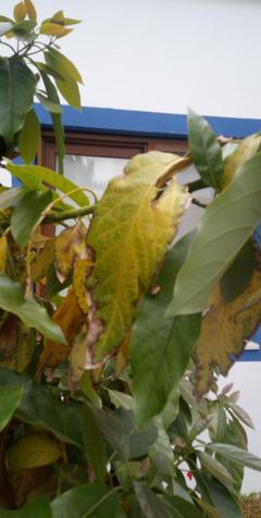 Avokado ağacımın yaprakları sararıyor sebebi nedir?