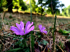 [sizer]📷 CEP TELEFONU FOTOĞRAFÇILIĞI [ANA KONU] 📷