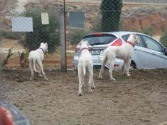  Dogo Argentino Hakkında Bilgiler