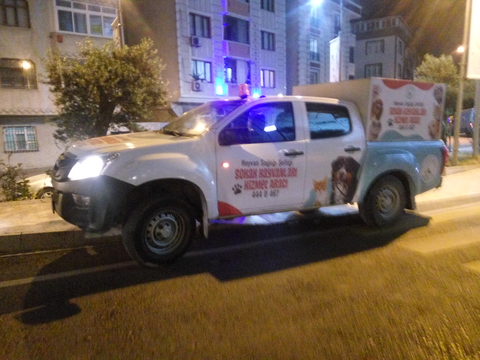Yüksekten düşen kedi :'(