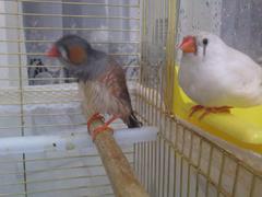  zebra finch cinsiyet ayrımı