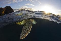  Smithsonian Fotoğraf Ödülleri Yarışması’nda finalistler belli oldu