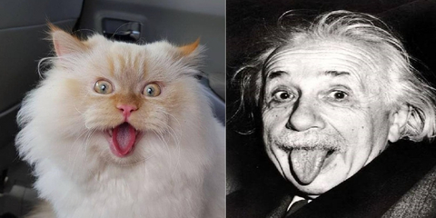 KEDİ'Mİ CAPS YAPACAK ?