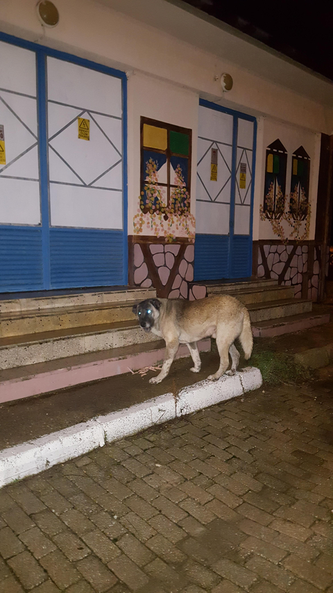 Sitede beslediğim sokak köpeği kangal mı ? ( kopekten anlayan bakabilir mi dostlar )