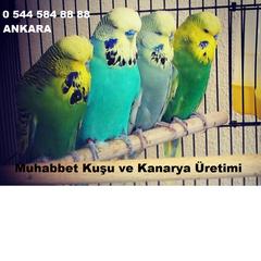  Show(ingiliz) Muhabbet kuşu besleyenler