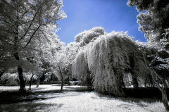 KIZILÖTESİ FOTOĞRAFÇILIK ( INFRARED PHOTOGRAPHY )