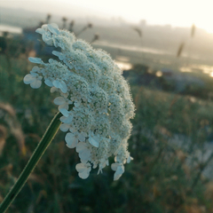 [sizer]📷 CEP TELEFONU FOTOĞRAFÇILIĞI [ANA KONU] 📷