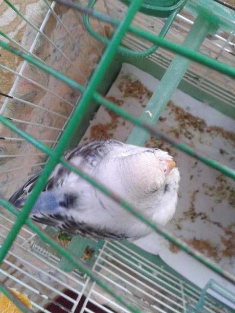 Kuşumun göğsünün bi tarafı şişik