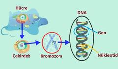 Sentetik DNA ve RNA Dünyaya duyruldu. Bu bir Devrimdir.