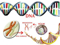 Sentetik DNA ve RNA Dünyaya duyruldu. Bu bir Devrimdir.