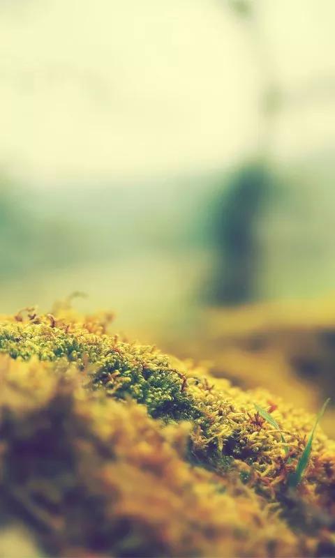 NOKIA S^3 / Anna / Belle - Uygulama / Oyun / Tema - Ana Konu II