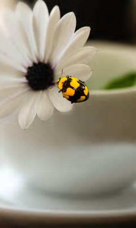 NOKIA S^3 / Anna / Belle - Uygulama / Oyun / Tema - Ana Konu II