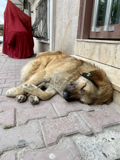 [sizer]📷 CEP TELEFONU FOTOĞRAFÇILIĞI [ANA KONU] 📷