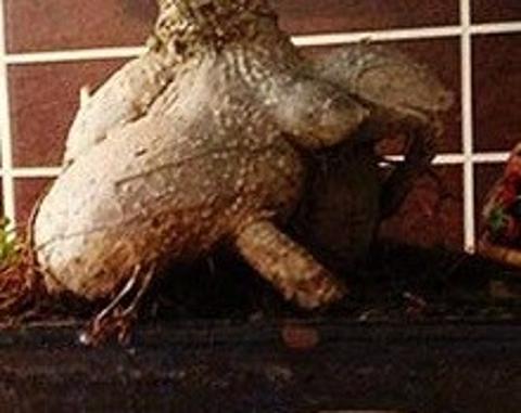 Türk Kahvesi Nasıl Yapılır , Kahve Çeşitleri ve Daha Fazlası