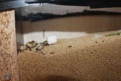 Karıncalar [2019 Yeni Yuva] 