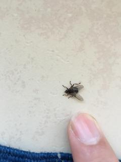  Bu sinegin turu nedir ?