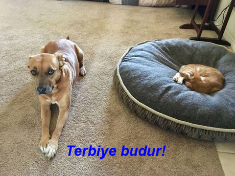 (((: ½------- Komik Ve İlginç Resimler -------½ :)))