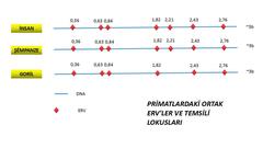  Evrim Hakkında Sorular ve Tartışmalar