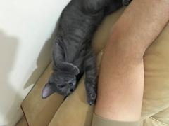 Russian Blue kedimi sahiplendirmek istiyorum