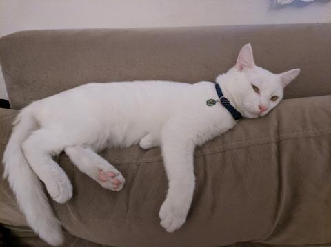 Evde Kedi Beslemek Yasaklanmalı