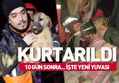 Yavru köpeği kurtaran kadın kuduz sebebiyle hayatını kaybetti