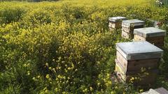 SATIŞTA Çanakkale'den Süzme Çam, Ayçiçek ve Bahar Balı ile Propolis, ceviz ve badem....