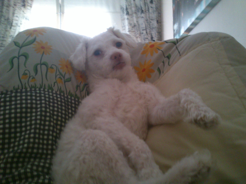 Köpeğimden kareler Bol SS'li (6 yeni SS) (Tüylü - Tüysüz) (F5)