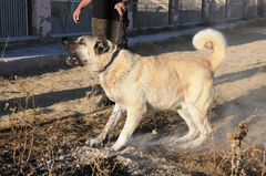  Köpekler hakkında Eğitim Çeşitleri-Beslenme-Tür Seçenegi Sorularınızı Sorabilirsiniz