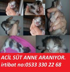  İstanbul(YAVRU Kedi için)Acil süt anne aranıyor