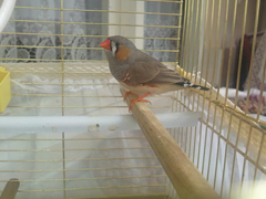  zebra finch cinsiyet ayrımı