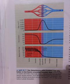  Kan basıncı sorusu hakkında Campbell Biyoloji ne diyor?