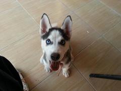  Sibirya kurdu (HUSKY) ile ilgili bir kaç sorum olucak