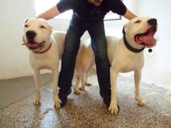  Dogo Argentino Hakkında Bilgiler